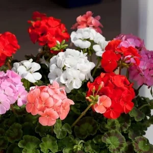 3 Mix Geranium Live Plants – Assorted Colorful Perennial Flowers for Outdoor Garden, 4-7 inch tall - Image 4