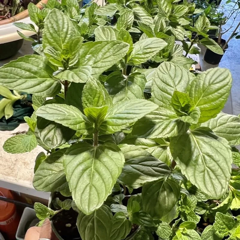 3 Mixed Mint Live Plants - Fast Growing Culinary Herb, Indoor/Outdoor, Zones 3-11 - Image 7
