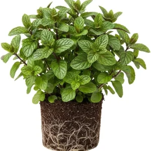 3 Mixed Mint Live Plants - Fast Growing Culinary Herb, Indoor/Outdoor, Zones 3-11 - Image 8
