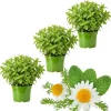 3 Mixed Mint Live Plants - Fast Growing Culinary Herb, Indoor/Outdoor, Zones 3-11 - Image 1
