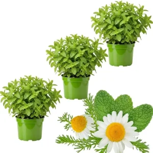 3 Mixed Mint Live Plants - Fast Growing Culinary Herb, Indoor/Outdoor, Zones 3-11 - Image 1