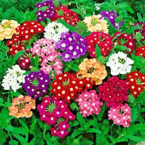 3 Mixed Verbena Live Plants, Hardy Perennial Flower, 4-8 Inches Tall Outdoor - Image 2
