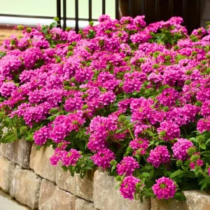 3 Mixed Verbena Live Plants – Hardy Perennial Flowers, 4-8 Inches Tall, Outdoor - Image 3