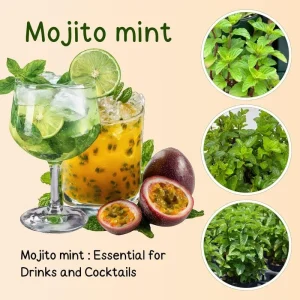 3 Mojito Mint Live Plants – Fragrant Culinary Herb – Cold Hardy – 4-7 inches tall - Image 3
