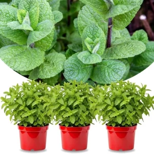 3 Mojito Mint Live Plants – Fragrant Culinary Herb – Cold Hardy – 4-7 inches tall - Image 1