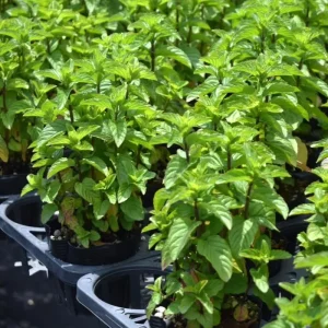3 Mojito Mint Live Plants – Fragrant Culinary Herb – Cold Hardy – 4-7 inches tall - Image 6