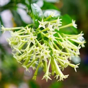 3 Night Blooming Jasmine Live Plants, 4-8'' Tall Starter, Fragrant White Flowers, Outdoor - Image 4
