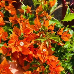 3 Orange Bougainvillea Live Plants – 4-8” Tall Tropical Climbing Vines - Image 2