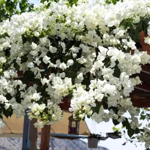 3 Orange Bougainvillea Live Plants – 4-8” Tall Tropical Climbing Vines - Image 3