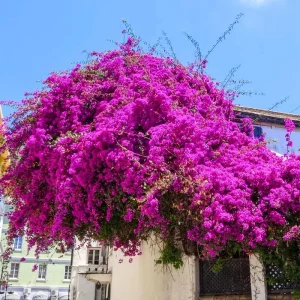 3 Orange Bougainvillea Live Plants – 4-8” Tall Tropical Climbing Vines - Image 5