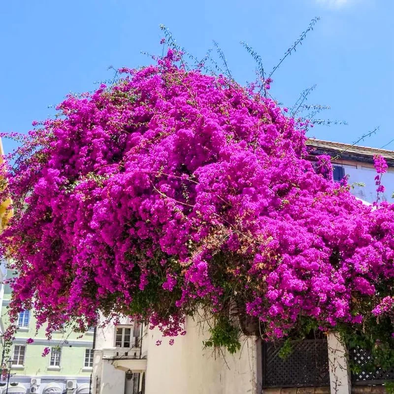 3 Orange Bougainvillea Live Plants – 4-8” Tall Tropical Climbing Vines - Image 5