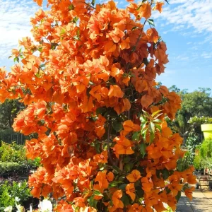 3 Orange Bougainvillea Live Plants – 4-8” Tall Tropical Climbing Vines - Image 6