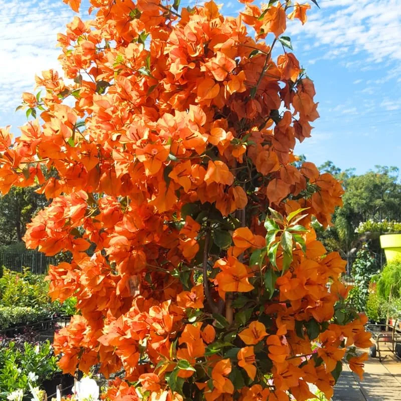 3 Orange Bougainvillea Live Plants – 4-8” Tall Tropical Climbing Vines - Image 6
