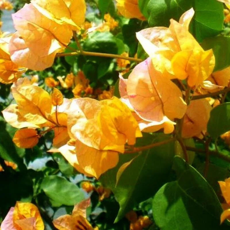 3 Orange Bougainvillea Live Plants – 4-8” Tall Tropical Climbing Vines - Image 8