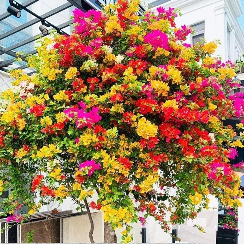 3 Orange Bougainvillea Live Plants – 4-8” Tall Tropical Climbing Vines - Image 9