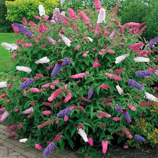 3 Pack Butterfly Bush Live Plants, 3-6 Inch Tall, Assorted Perennial Shrubs for Outdoor Garden - Image 4