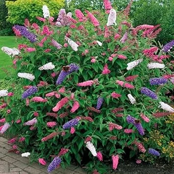 3 Pack Butterfly Bush Live Plants, 3-6 Inch Tall, Assorted Perennial Shrubs for Outdoor Garden - Image 5
