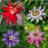 3 Pack Mixed Passion Flower Live Plants, 3-6 Inch Assorted Passiflora Vine - Image 1