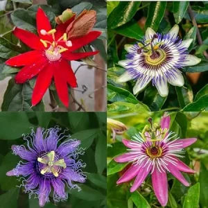 3 Pack Mixed Passion Flower Live Plants, 3-6 Inch Assorted Passiflora Vine - Image 6