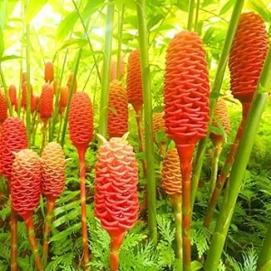 3 Pcs Shampoo Ginger Rhizomes - Live Awapuhi Roots for Planting, Zingiber Zerumbet - Image 4