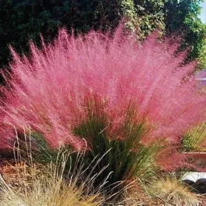 3 Pink Muhly Grass Live Plants - Ornamental Grass, 5-7 Inches Tall - Image 2