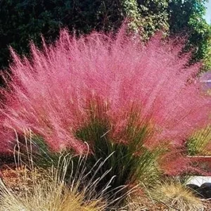 3 Pink Muhly Grass Live Plants - Ornamental Grass, 5-7 Inches Tall - Image 3