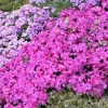 3 Pink White Creeping Phlox Live Perennial Plants, 4-6" Tall, Groundcover - Image 1