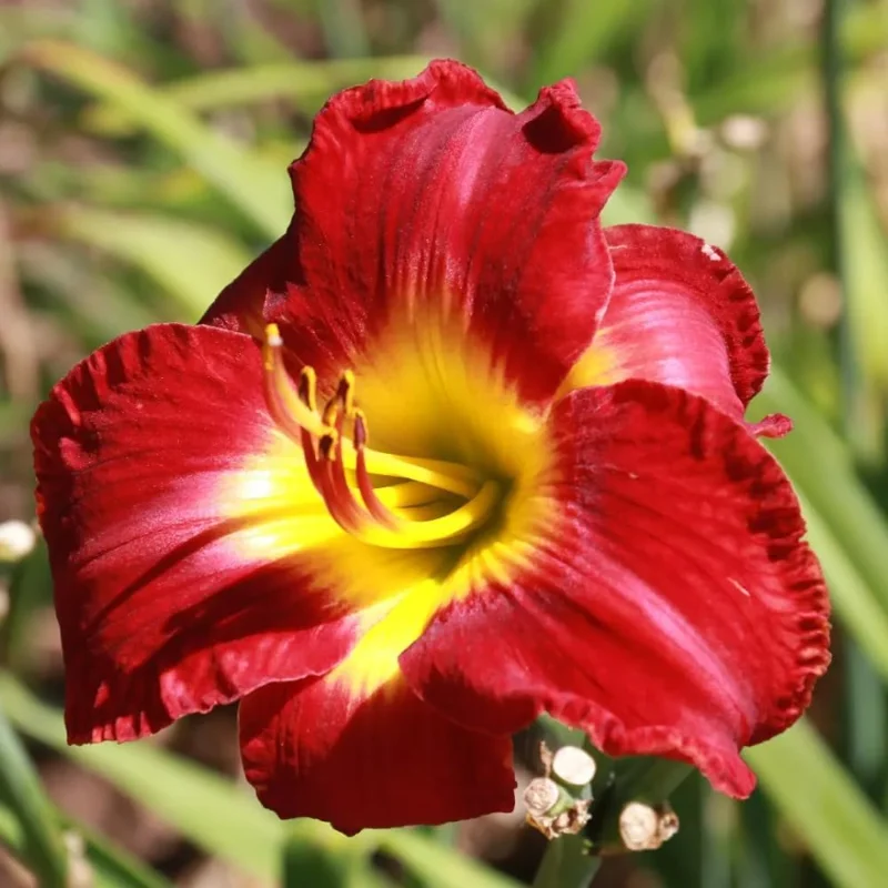 3 Red Daylily Bulbs - Reblooming Perennial Flowers for Outdoor Planting - Image 2
