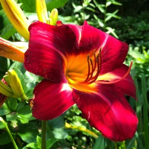 3 Red Daylily Bulbs - Reblooming Perennial Flowers for Outdoor Planting - Image 4