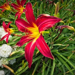 3 Red Daylily Bulbs - Reblooming Perennial Flowers for Outdoor Planting - Image 5