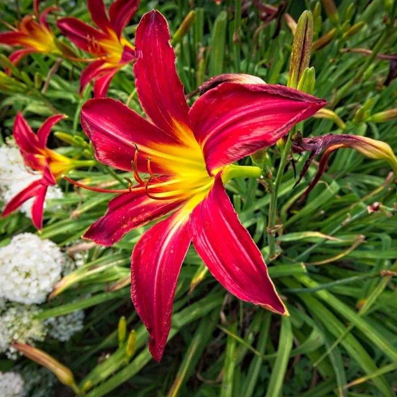 3 Red Daylily Bulbs - Reblooming Perennial Flowers for Outdoor Planting - Image 5