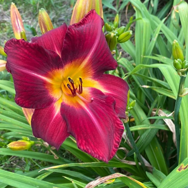 3 Red Daylily Bulbs - Reblooming Perennial Flowers for Outdoor Planting - Image 6