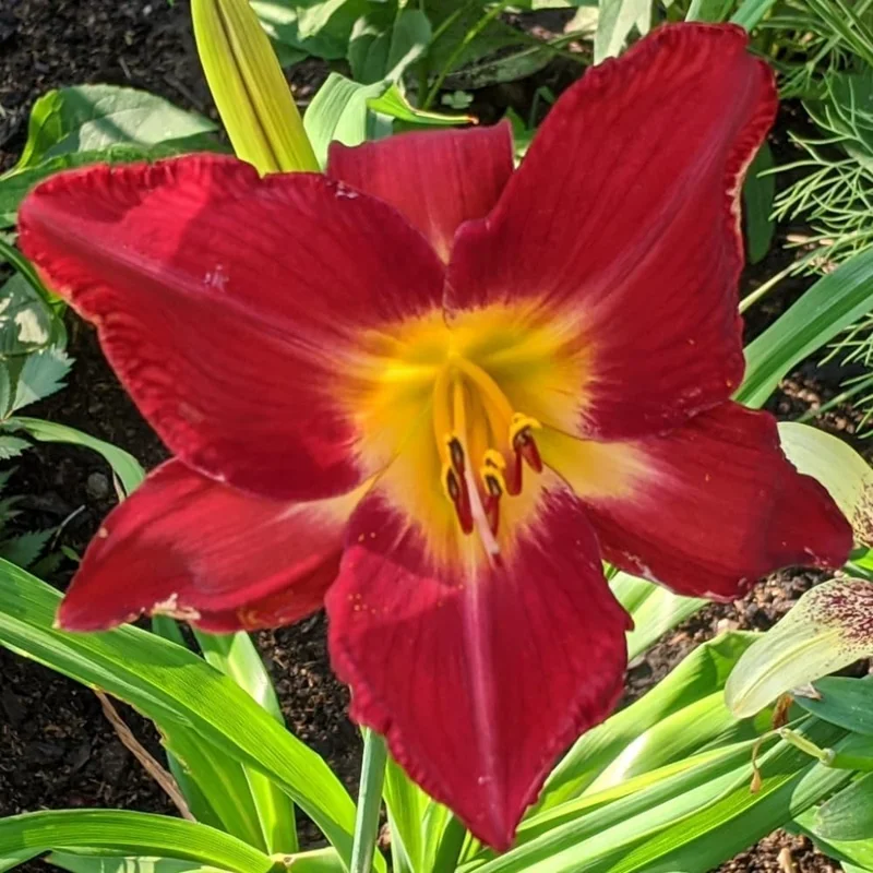 3 Red Daylily Bulbs - Reblooming Perennial Flowers for Outdoor Planting - Image 8