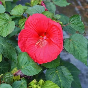 3 Red Hibiscus Live Plant Pack, 5-8 Inch Tall, Hardy Hibiscus for Outdoor Garden - Image 7