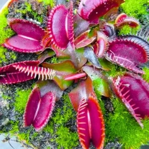 3 Red Venus Flytrap Live Plants - Carnivorous Starter Plants - Image 7