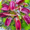 3 Red Venus Flytrap Live Plants - Carnivorous Starter Plants - Image 1