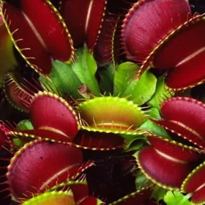 3 Red Venus Flytrap Live Plants – Starter Carnivorous Plants – Dionaea Muscipula - Image 5