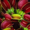 3 Red Venus Flytrap Live Plants – Starter Carnivorous Plants – Dionaea Muscipula - Image 1