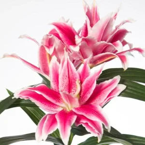 3 Roselily Bulbs for Planting - Double Perennial Lily Flowers - Image 4