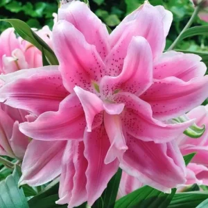3 Roselily Bulbs for Planting - Double Perennial Lily Flowers - Image 5