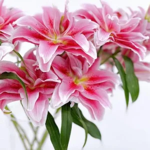 3 Roselily Bulbs for Planting - Double Perennial Lily Flowers - Image 6
