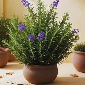 3 Rosemary Live Plants, 3-6 Inch Tall, Herb, Indoor & Outdoor - Image 2