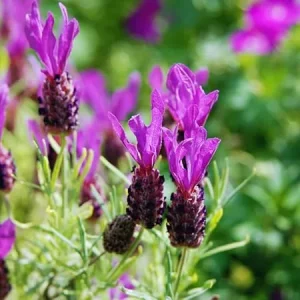 3 Spanish Lavender Live Plants – Fragrant Herb – 4 to 6 Inches Tall - Image 2