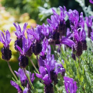 3 Spanish Lavender Plants Live, Fragrant Herb, 4-6 Inches Tall, Full Sun - Image 4