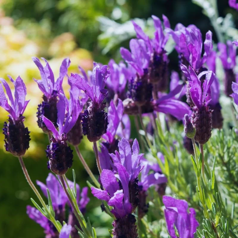3 Spanish Lavender Plants Live, Fragrant Herb, 4-6 Inches Tall, Full Sun - Image 4
