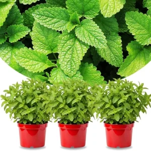 3 Spearmint Live Plants - Fast Growing Culinary Herb Mint for Indoor & Outdoor Gardening, Zones 3-11 - Image 1