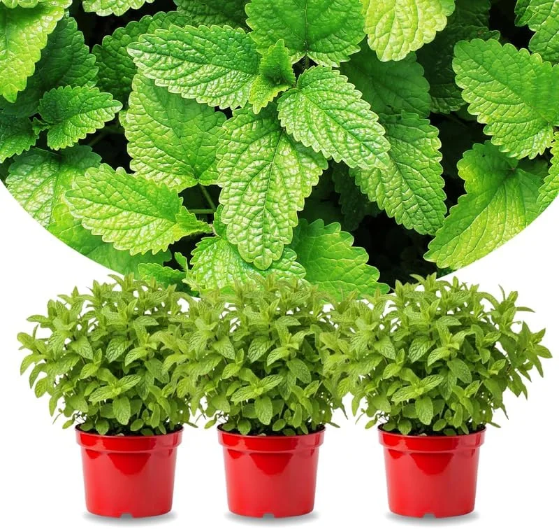 3 Spearmint Live Plants - Fast Growing Culinary Herb Mint for Indoor & Outdoor Gardening, Zones 3-11 - Image 1
