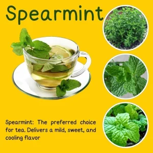 3 Spearmint Live Plants - Fast Growing Culinary Herb Mint for Indoor & Outdoor Gardening, Zones 3-11 - Image 4