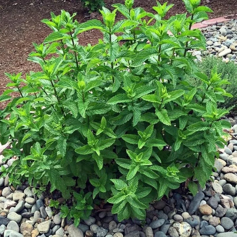 3 Spearmint Live Plants - Fast Growing Culinary Herb Mint for Indoor & Outdoor Gardening, Zones 3-11 - Image 7