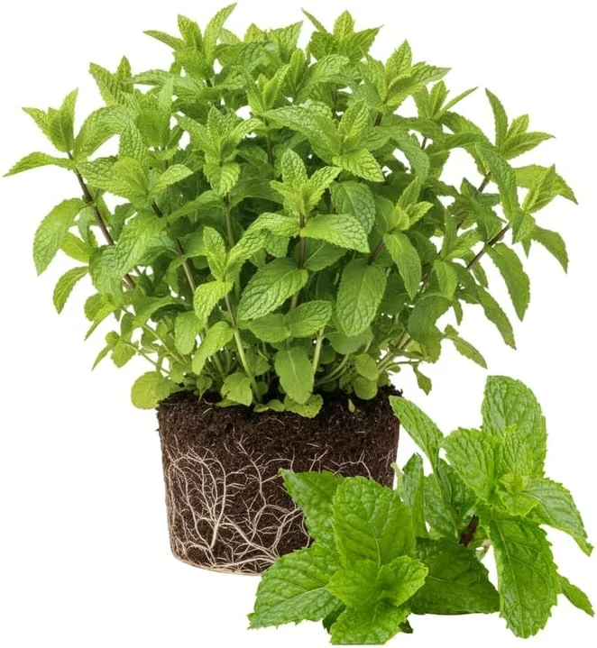 3 Spearmint Live Plants - Fast Growing Culinary Herb Mint for Indoor & Outdoor Gardening, Zones 3-11 - Image 8